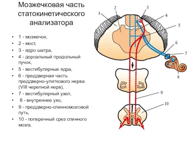 Мозжечковая часть статокинетического анализатора 1 - мозжечок, 2 - мост,