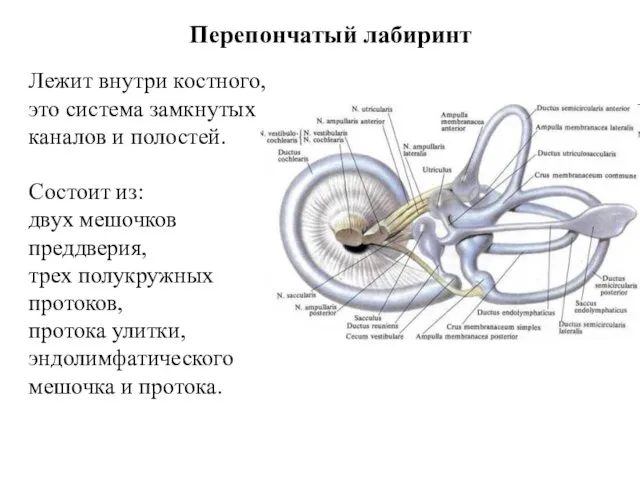 Перепончатый лабиринт Лежит внутри костного, это система замкнутых каналов и