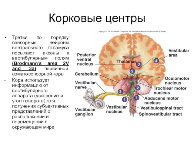 Корковые центры Третьи по порядку сенсорные нейроны вентрального таламуса посылают