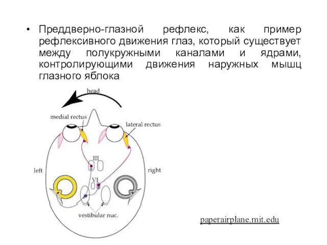 Преддверно-глазной рефлекс, как пример рефлексивного движения глаз, который существует между