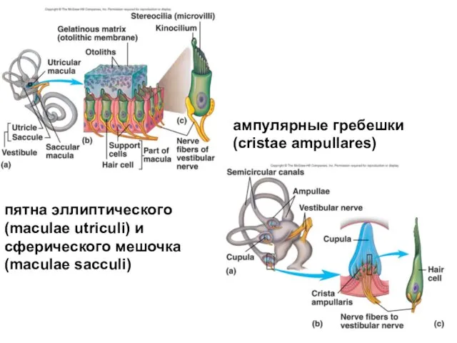 ампулярные гребешки (cristae ampullares) пятна эллиптического (maculae utriculi) и сферического мешочка (maculae sacculi)