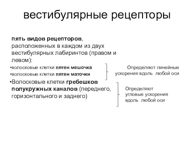 вестибулярные рецепторы пять видов рецепторов, расположенных в каждом из двух