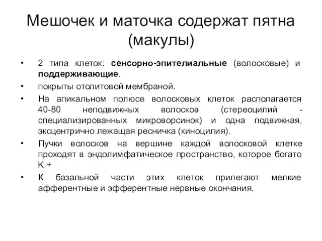 Мешочек и маточка содержат пятна (макулы) 2 типа клеток: сенсорно-эпителиальные