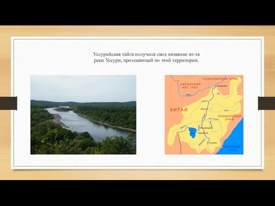 Уссурийская тайга получила свое название из-за реки Уссури, протекающей по этой территории.