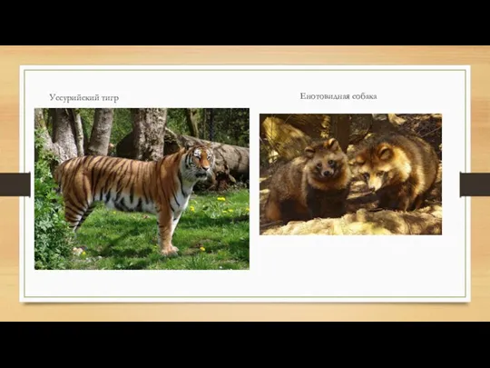 Уссурийский тигр Енотовидная собака