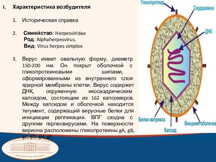 Характеристика возбудителя Историческая справка Семейство: Herpesviridae Род: Alphaherpesvirus. Вид: Virus