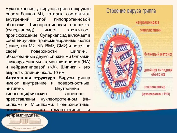 Нуклеокапсид у вирусов гриппа окружен слоем белков М1, которые составляют