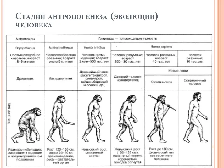 Стадии антропогенеза (эволюции) человека