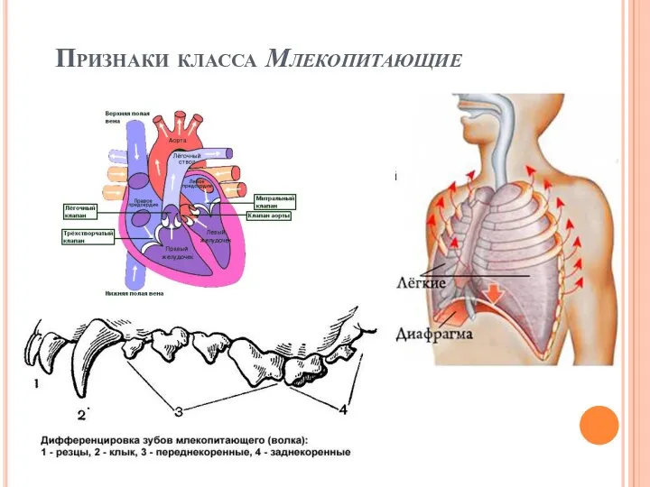 Признаки класса Млекопитающие