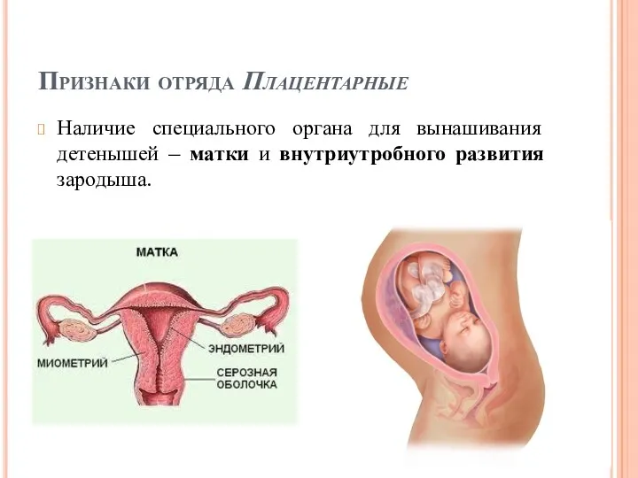 Признаки отряда Плацентарные Наличие специального органа для вынашивания детенышей – матки и внутриутробного развития зародыша.