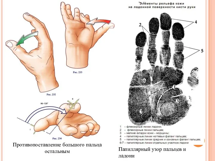 Противопоставление большого пальца остальным Папиллярный узор пальцев и ладони