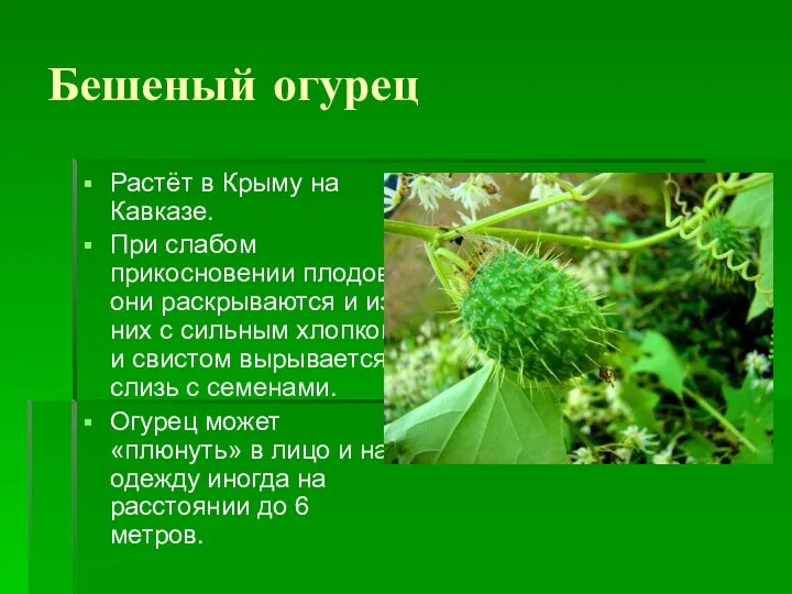 Бешеный огурец Растёт в Крыму на Кавказе. При слабом прикосновении