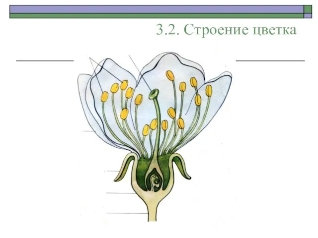 3.2. Строение цветка Цветоножка Цветоложе Лепестки венчика Чашелистики Тычинки (пыльник