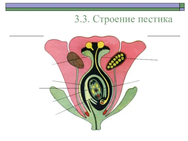 3.3. Строение пестика Рыльце Столбик Семяпочка Завязь Зародышевый мешок Яйцеклетка (n) Центральная клетка (2n)