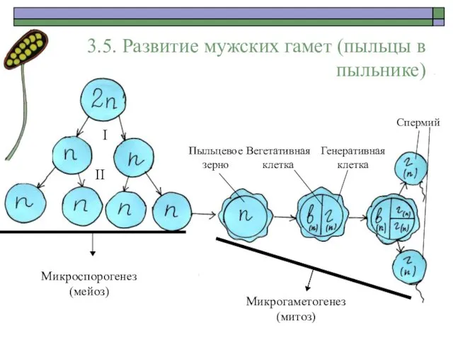 3.5. Развитие мужских гамет (пыльцы в пыльнике) I II Микроспорогенез