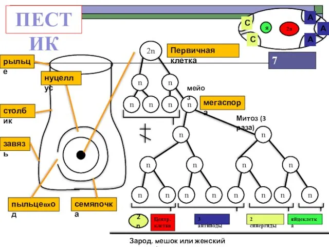 ПЕСТИК рыльце столбик завязь пыльцевход семяпочка Первичная клетка 2n n