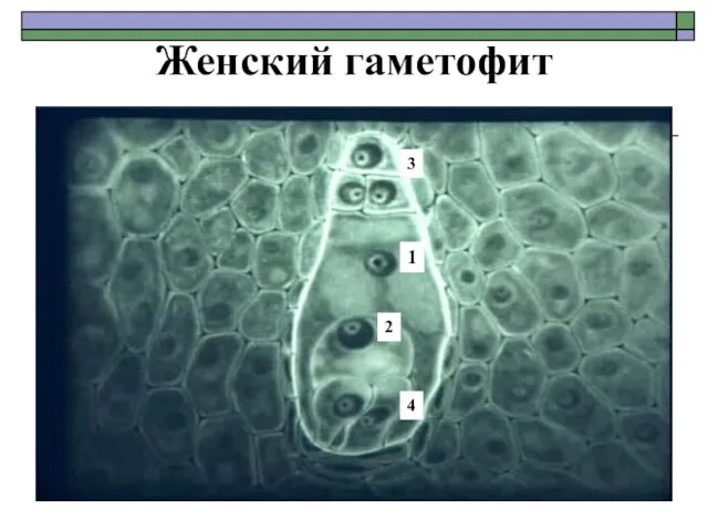 Женский гаметофит 1 2 3 4