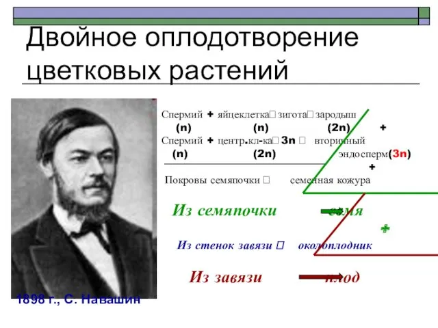 Двойное оплодотворение цветковых растений 1898 г., С. Навашин Спермий +