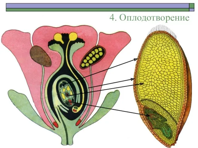 4. Оплодотворение