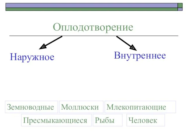 Оплодотворение Наружное Внутреннее Земноводные Моллюски Пресмыкающиеся Рыбы Млекопитающие Человек