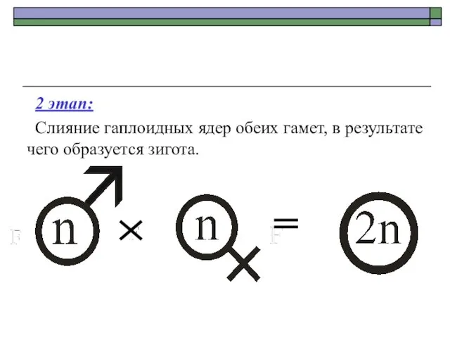 2 этап: Слияние гаплоидных ядер обеих гамет, в результате чего образуется зигота.