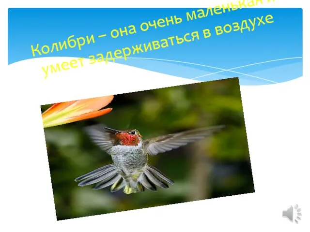 Колибри – она очень маленькая и умеет задерживаться в воздухе