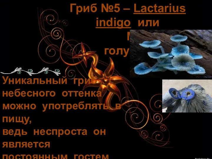 Гриб №5 – Lactarius indigo или Млечник голубой Уникальный гриб небесного оттенка можно