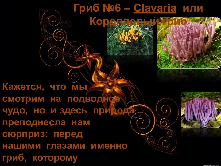 Гриб №6 – Clavaria или Коралловый гриб Кажется, что мы