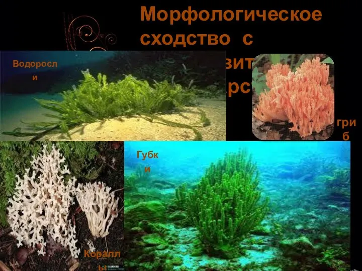 Морфологическое сходство с представителями иных царств Водоросли Губки Кораллы гриб