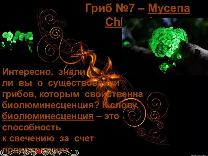 Гриб №7 – Mycena Chlorophos Интересно, знали ли вы о существовании грибов, которым