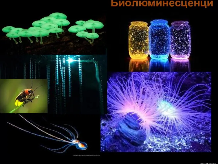 Биолюминесценция в природе