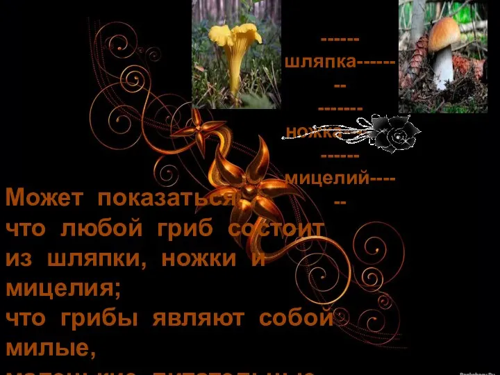 Может показаться, что любой гриб состоит из шляпки, ножки и мицелия; что грибы