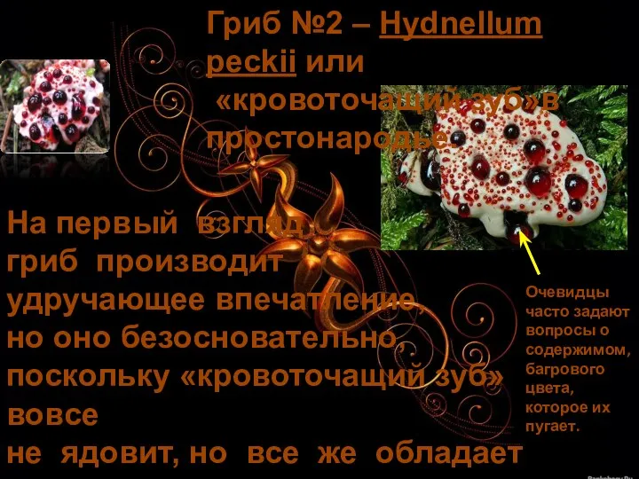 Гриб №2 – Hydnellum peckii или «кровоточащий зуб»в простонародье. На первый взгляд гриб