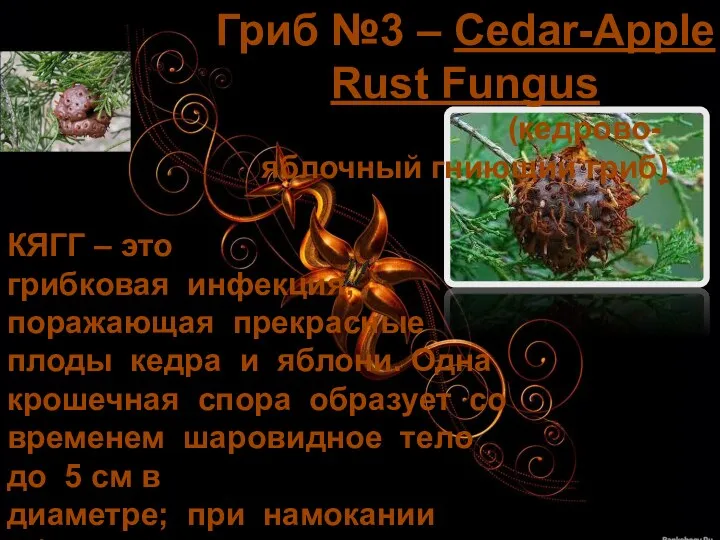 Гриб №3 – Cedar-Apple Rust Fungus (кедрово-яблочный гниющий гриб) КЯГГ – это грибковая