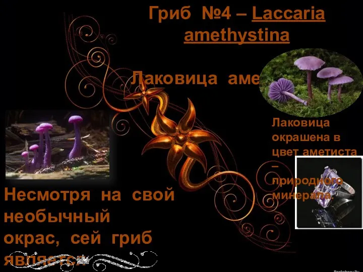Гриб №4 – Laccaria amethystina или Лаковица аметистовая Лаковица окрашена в цвет аметиста