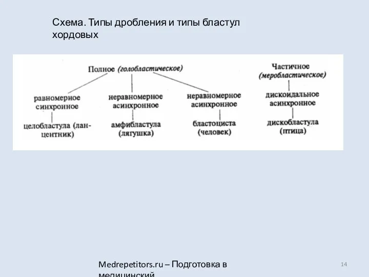 Medrepetitors.ru – Подготовка в медицинский Схема. Типы дробления и типы бластул хордовых
