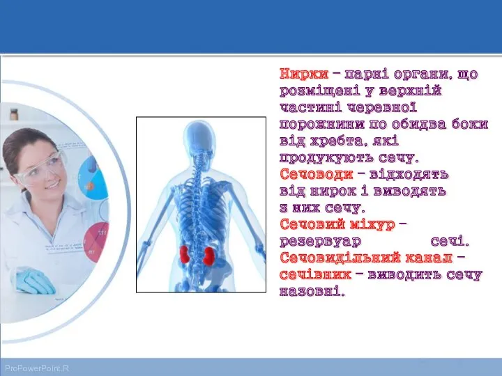 Нирки – парні органи, що розміщені у верхній частині черевної