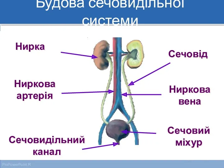 Нирка Ниркова артерія Ниркова вена Сечовід Сечовий міхур Сечовидільний канал Будова сечовидільної системи