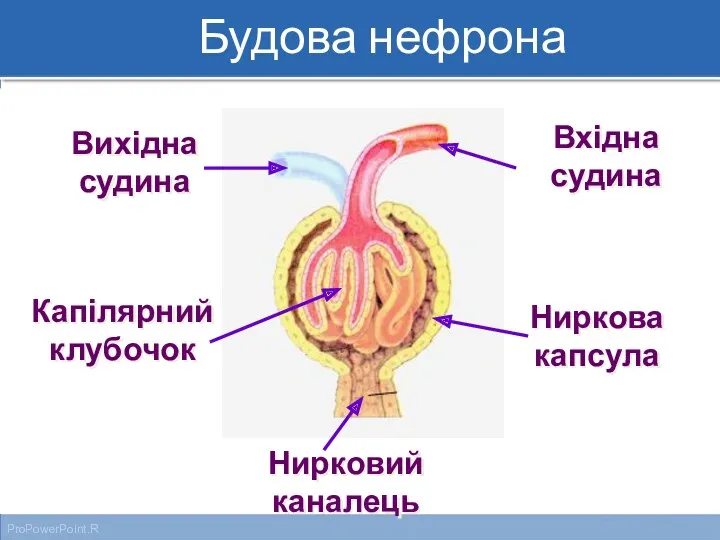 Вхідна судина Вихідна судина Ниркова капсула Капілярний клубочок Нирковий каналець Будова нефрона