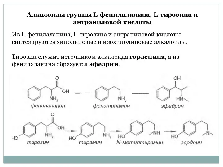 Из L-фенилаланина, L-тирозина и антраниловой кислоты синтезируются хинолиновые и изохинолиновые