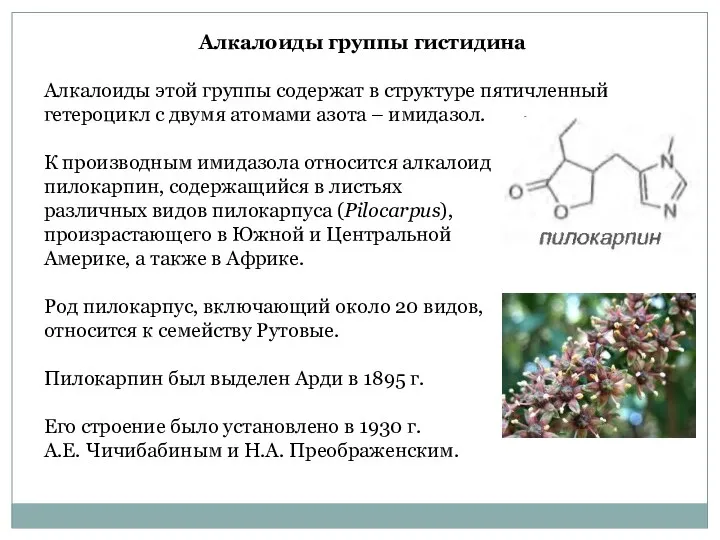 Алкалоиды группы гистидина Алкалоиды этой группы содержат в структуре пятичленный