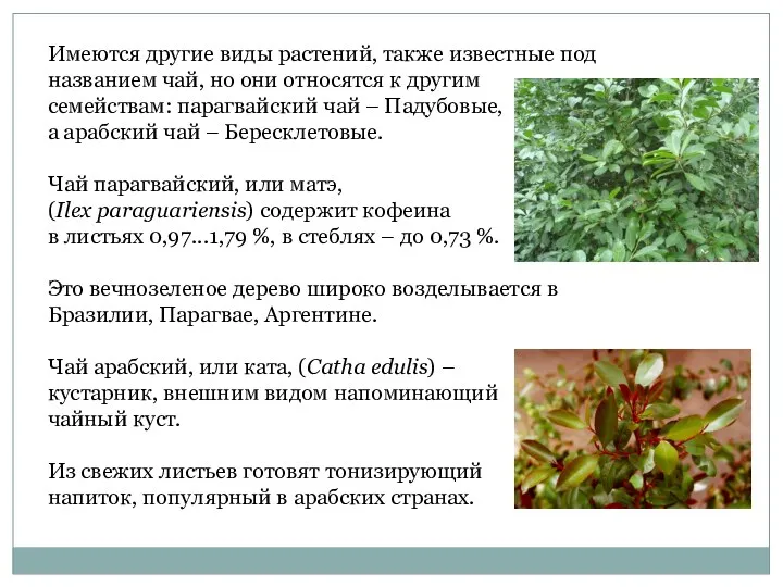 Имеются другие виды растений, также известные под названием чай, но