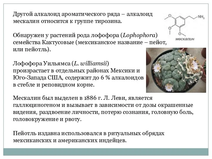 Другой алкалоид ароматического ряда – алкалоид мескалин относится к группе