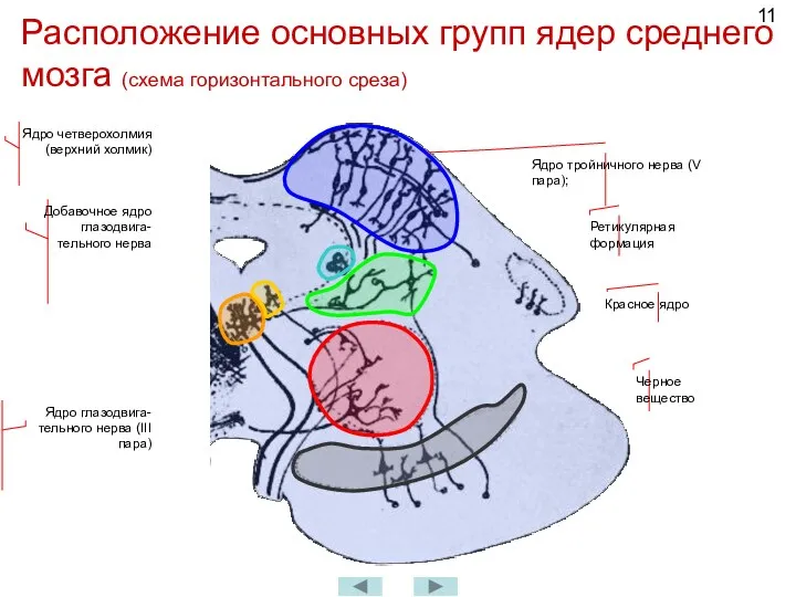 Расположение основных групп ядер среднего мозга (схема горизонтального среза) Ядро