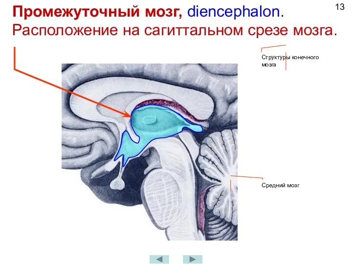 Промежуточный мозг, diencephalon. Расположение на сагиттальном срезе мозга. Структуры конечного мозга Средний мозг