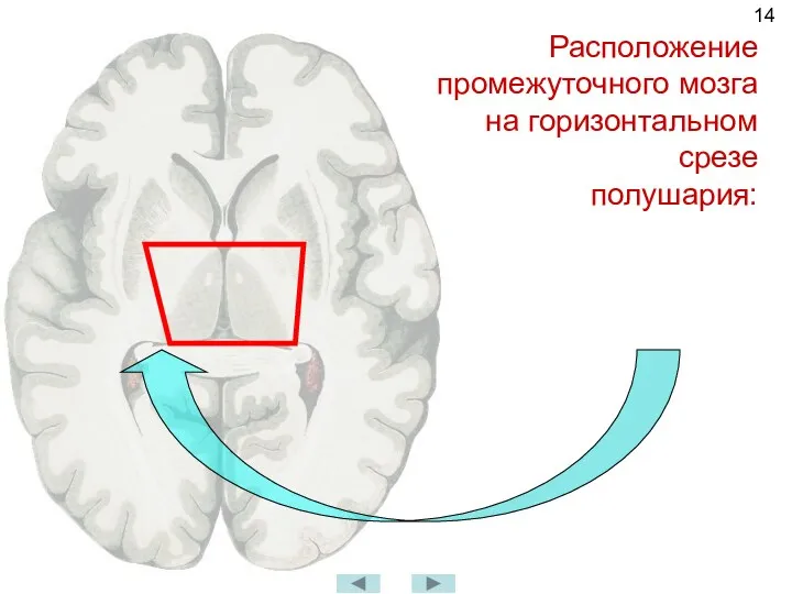 Расположение промежуточного мозга на горизонтальном срезе полушария: