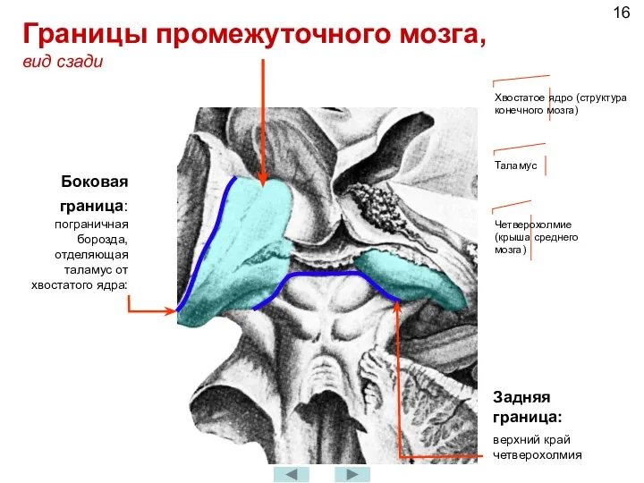 Границы промежуточного мозга, вид сзади Задняя граница: верхний край четверохолмия