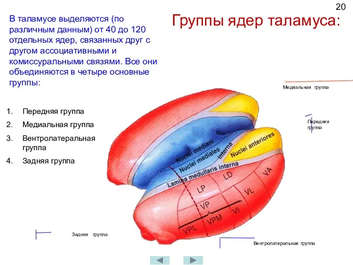 Группы ядер таламуса: Передняя группа Вентролатеральная группа Медиальная группа Задняя