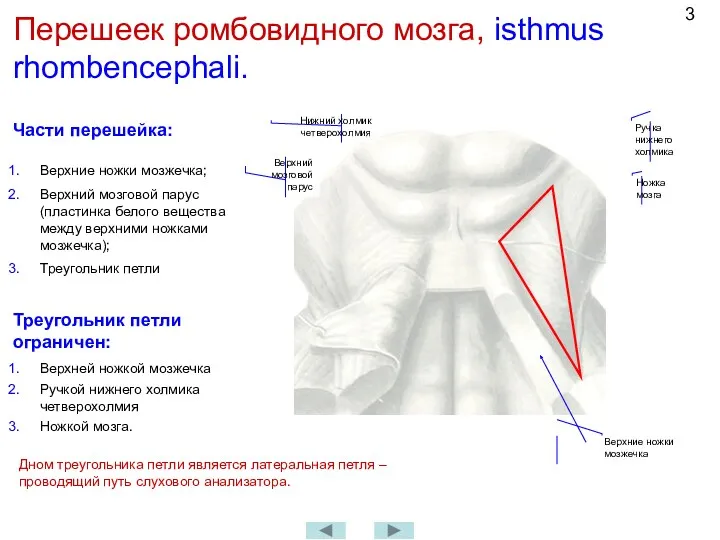 Перешеек ромбовидного мозга, isthmus rhombencephali. Части перешейка: Верхние ножки мозжечка;