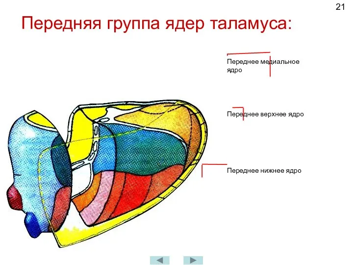 Передняя группа ядер таламуса: Переднее верхнее ядро Переднее нижнее ядро Переднее медиальное ядро
